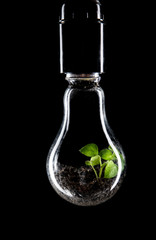 Bright green plant grows inside a light bulb covered with dew, energy saving technology in energy and industry