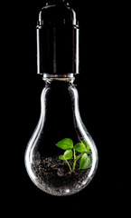 Bright green plant grows inside a light bulb covered with dew, energy saving technology in energy and industry