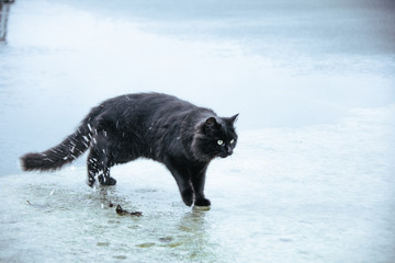 black cat on wet ice