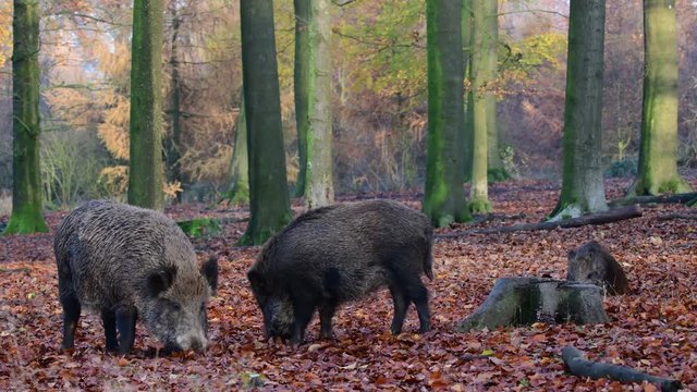 Wild boar family search feed in the forest, autumn, (sus scrofa), germany