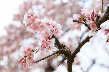 桜の花