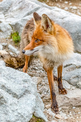 Fox scavenging in Poland