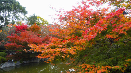 京都　色鮮やかな東寺の紅葉