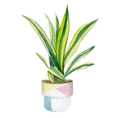 Watercolor green floral house plants illustration. Illustration home greenery in cute pots for greetig card, banner, invintation template and design print tshirt.