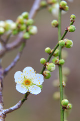 梅の花