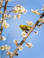 梅の木の枝に止まるメジロ