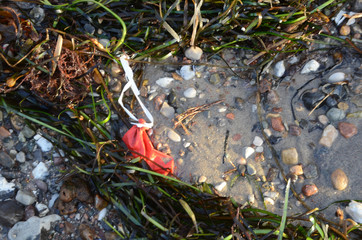 Balloon from a long past celebration ended on a beach in a bird reserve.