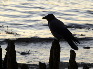 Backlight photo of sitting Raven with the sea as background