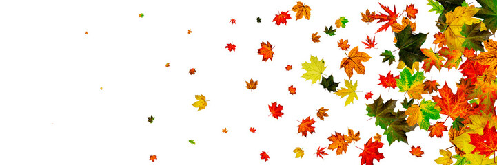 Autumn leaves isolated. November falling pattern background. Season concept