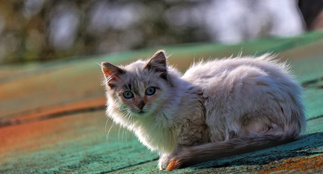 Photo of a cat with a beautiful look