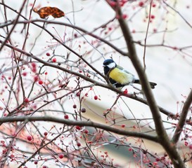 Tit on a rowan branch