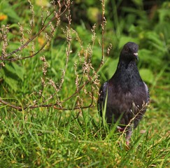 Dove on a walk in the grass