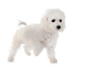 Bichon Frise in studio