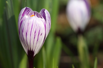 Crocus