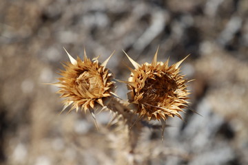 verbl&uuml;hte und vertrocknete Distel mit Samen