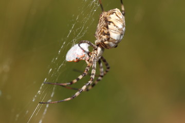 Araignée