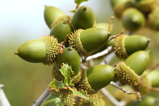 glands de ch&ecirc;ne kerm&egrave;s