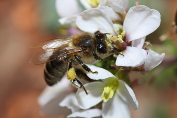 Abeille butinant