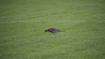 bird in the grass