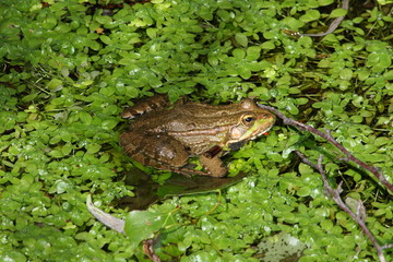 Grenouille