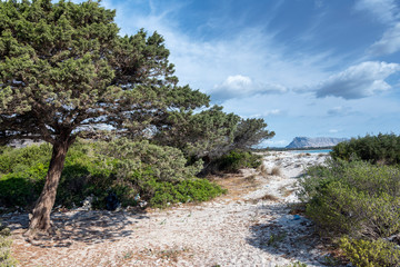 Fototapeta na wymiar Sardinia sandy landscape on La Cinta beach next to San Teodoro, Italy.