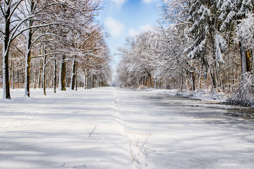 Snowy path into several trees in a forest