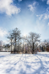 Obraz na płótnie Canvas Snowy path into several trees in a forest