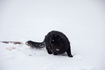 black cat and first snow