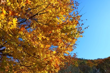 秋　風景　紅葉　杤木