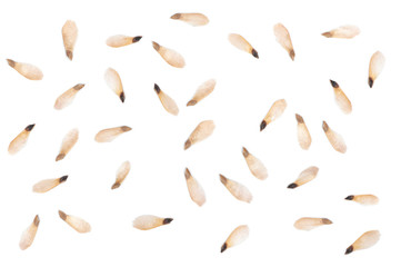 Many seeds of cone