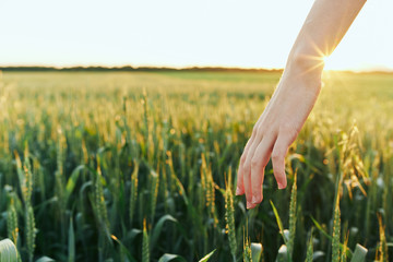 hand with wheat © SHOTPRIME STUDIO