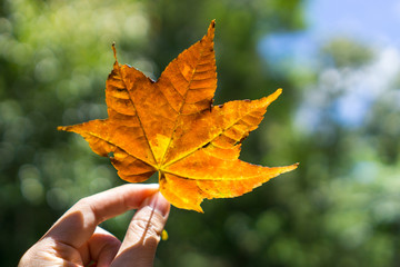Woman hand holding autumn maple leaf under sunlight