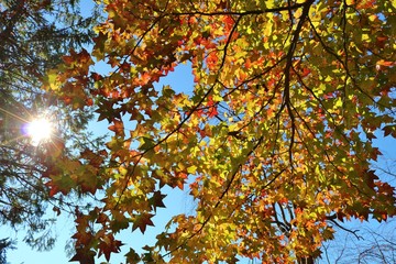 秋　紅葉　かえで　太陽光　杤木