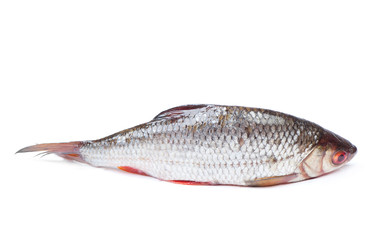 Roach river fish
