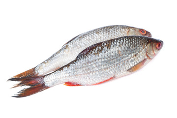 Group of roaches river fishes