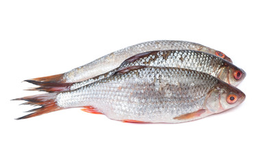 Group of roaches river fishes