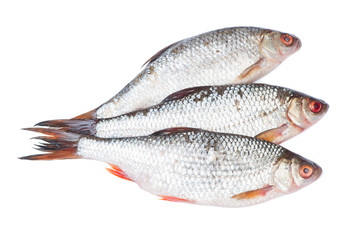 Group of roaches river fishes