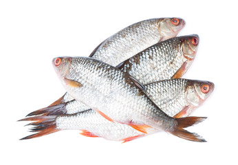 Group of roaches river fishes