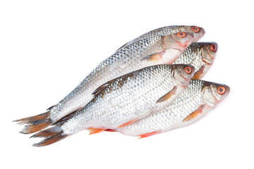 Group of roaches river fishes