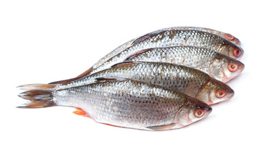 Group of roaches river fishes