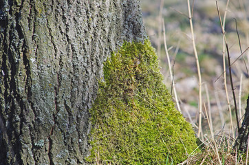 Wieś, natura © Patdrig Torc