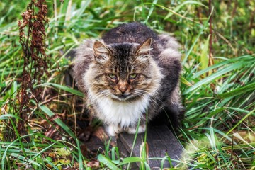 Obraz premium smart cat in the grass
