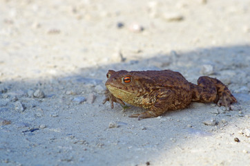 Migrująca żaba ropucha