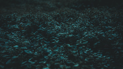 dark and mood forest plants