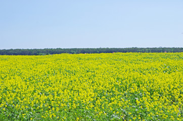 Fototapeta premium Wieś, natura