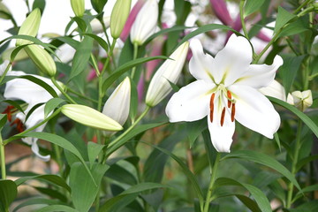 Obraz premium close up of lily flower in the garden