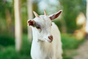 Fototapeta premium goat on a meadow