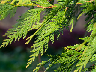 Thuja, lit by the sun. Green thuja tree branch.