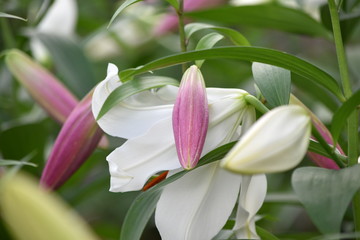 close up of lily flower in the garden