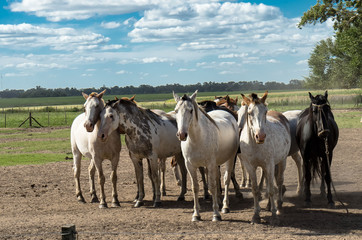Obraz premium Pferde- Argentinische Pferde